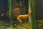 Gepunktetes Seepferdchen (Hippocampus Reidi) ...  Gilbert Angermann 01.03.2010