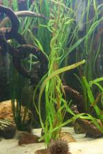 2 Gro�e Seenadeln (Syngnathus ...  Gilbert Angermann 02.03.2010