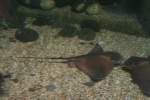 Gew�hnlicher Adlerrochen (Myliobatis aquila) ...  Gilbert Angermann 02.03.2010