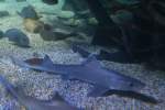Wei�gefleckter Glatthai (Mustelus asterias) ...  Gilbert Angermann 03.03.2010