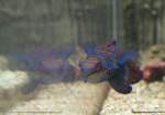 Mandarinfisch (Synchiropus splendidus) am ...  Gilbert Angermann 03.03.2010
