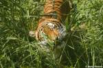 Indochinesischer Tiger ...  Andy Hensel 15.10.2009
