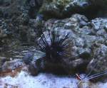 Gew�hnlicher Diademseeigel ...  Gilbert Angermann 04.03.2010