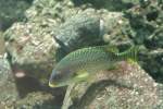 Schwarztupfen-S��lippe (Plectorhinchus gaterinus) am ...  Gilbert Angermann 04.03.2010