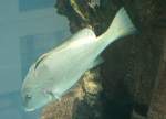 Eine Schiefer-S��lippe (Diagramma labiosum) ...  Gilbert Angermann 05.03.2010