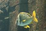 Virginia-Grunzer (Anisotremus virginicus) am 10.1.2010 im Aquadom in Berlin.  ...
