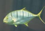 Goldmakrele (Gnathanodon speciosus) am 10.1.2010 im Aquadom Berlin.  ...