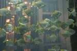 Ein Schwarm Silberflossenbl�tter (Monodactylus argenteus) am 10.1.2010 im Aquadom in ...