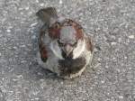 Ein Spatz, 2005  ...  Thomas Wendt 05.03.2010