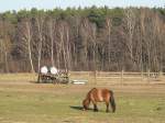 sonstige Ein grasendes Pony irgendwo bei F�rstenwalde, 2007.