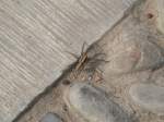 Spinne: Nicht ganz geheuer ...  Thomas Wendt 06.03.2010