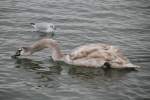 Junger H�ckerschwan (Cygnus olor) ...  Gilbert Angermann 07.03.2010