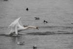 Startender H�ckerschwan (Cygnus olor) ...  Gilbert Angermann 07.03.2010