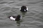 Zwei m�nnliche Reiherenten (Aythya fuligula) am 12.2.2010 am Rhein bei ...