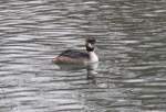 Haubentaucher (Podiceps cristatus) am ...  Gilbert Angermann 07.03.2010