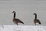 Zwei Kanadag�nse (Branta canadensis) ...  Gilbert Angermann 07.03.2010