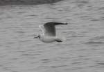 Lachm�we Jonatan (Larus ridibundus) ...  Gilbert Angermann 07.03.2010