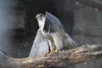 Ein Lannerfalke (Falko biarmicus) am 10.3.2010 im Zoologischen Garten in ...