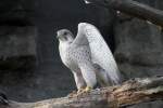 Ein Lannerfalke (Falko biarmicus) zeigt sien Brust. Berliner Zoo am ...