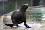 S�dafrikanischer Seeb�r.   ...  Andy Hensel 15.10.2009