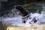 S�dafrikanischer Seeb�r.   ...