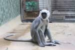 Bengalische Hanuman-Languren (Semnopithecus entellus) ...  Gilbert Angermann 16.03.2010