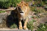 Afrikanischer L�we.   ...