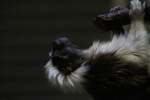 Lisztaffe (Saguinus oedipus oedipus) ...  Gilbert Angermann 16.03.2010