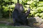 Flachlandgorilla beim ...  Andy Hensel 15.10.2009