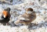 Kolbenenten P�rchen (Netta rufina) ...  Gilbert Angermann 17.03.2010