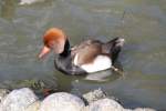 M�nnliche Kolbenente (Netta rufina) ...  Gilbert Angermann 17.03.2010