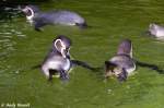 Humboldtpinguine    ...