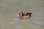 M�nnliche Europ�ische Moorente (Aythya nyroca) am 25.2.2010 im Zoo Berlin.
 ...