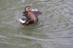 Weibliche Tafelente (Aythya ferina) ...  Gilbert Angermann 17.03.2010