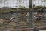 Eine Gruppe Bahama-Enten (Anas ...  Gilbert Angermann 17.03.2010