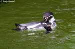 Humboldtpinguin beim putzen.   ...