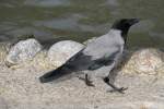 Nebelkr�he (Corvus corone cornix) auf Futtersuche. Zoo Berlin am 25.2.2010. ...