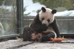 Bambusb�r oder Gro�er Panda ...  Gilbert Angermann 17.03.2010