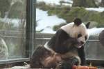 Gro�er Panda (Ailuropoda melanoleuca) ...  Gilbert Angermann 18.03.2010