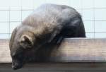 Tayra oder auch Hyrare(Eira ...  Gilbert Angermann 18.03.2010