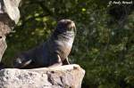S�dafrikanischer Seeb�r.   ...