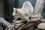 Arabische Sandkatze (Felis margarita ...  Gilbert Angermann 18.03.2010