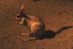 S�dafrikanischer Springhase (Pedetes capensis ...  Gilbert Angermann 20.03.2010