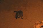 B�rstenschwanz-Rattenk�nguru (Bettongia ...  Gilbert Angermann 20.03.2010
