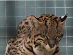 Tr�umendes Ozelot (Leopardus pardalis) ...  Gilbert Angermann 20.03.2010