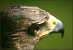 Steinadler - Golden Eagle - Aquila chrysaetos  ...