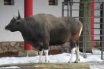 M�nnliches Java-Banteng ...  Gilbert Angermann 22.03.2010