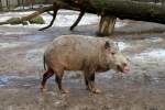 Borneo-Bartschwein (Sus barbatus barbatus) am 25.2.2010 im Zoologischer Garten Berlin. ...