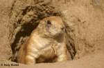 Schwarzschwanz-Pr�riehund  ...  Andy Hensel 16.10.2009
