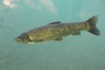 Ctenopharyngodon (Graskarpfen) (1 Fotos)